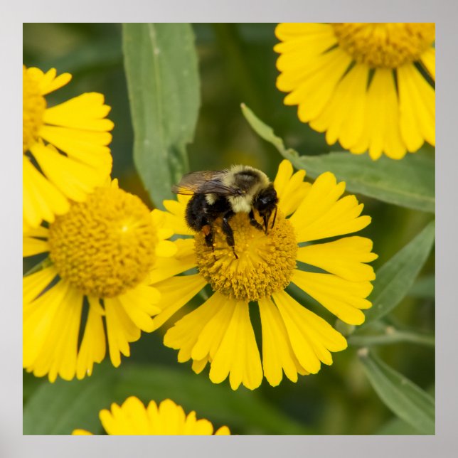 Poster Tapping In (Frente)