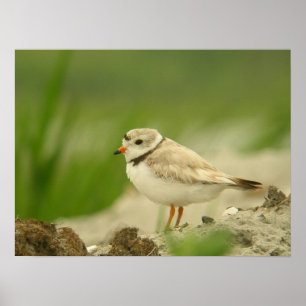 Póster Tarambola de Pipng