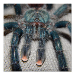 Póster tarântula azul