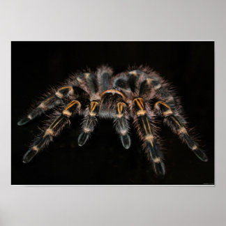 Póster Tarantula Big Spider Arachnoid