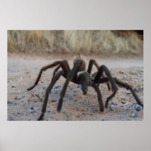 Poster Tarantula Close Up