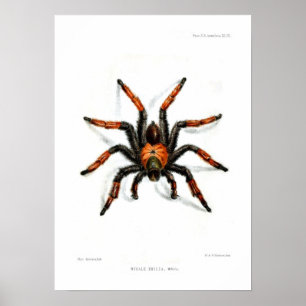Póster Tarantula vermelho mexicano do pé
