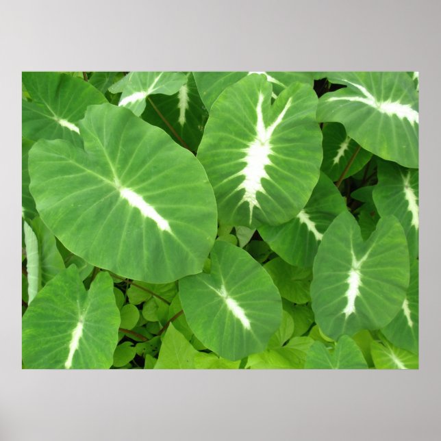 Poster Taro Variado (Frente)