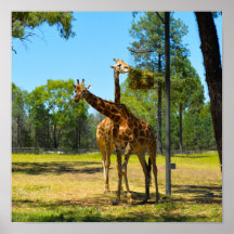 Taronga Western Plains Zoo Dubbo - Girafas