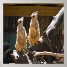 Taronga Western Plains Zoo Dubbo - Meerkat