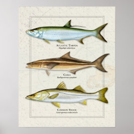 Poster Tarpon, Cobia, Snook Trio