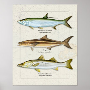 Poster Tarpon, Cobia, Snook Trio