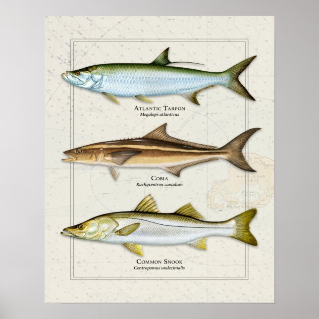 Poster Tarpon, Cobia, Snook Trio (Frente)
