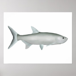 Poster Tarpon indo-Pacífico