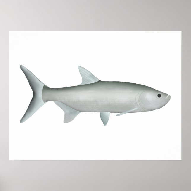 Poster Tarpon indo-Pacífico (Frente)