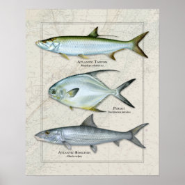 Poster Tarpon, Permissão, Trio Bonefish