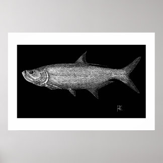 Poster Tarpon Scratch art