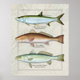 Poster Tarpon, Tambor Vermelho, Truta Marítima Trio