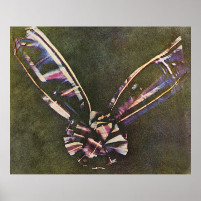 Póster Tartan Ribbon First Known Color Fotografia (Frente)