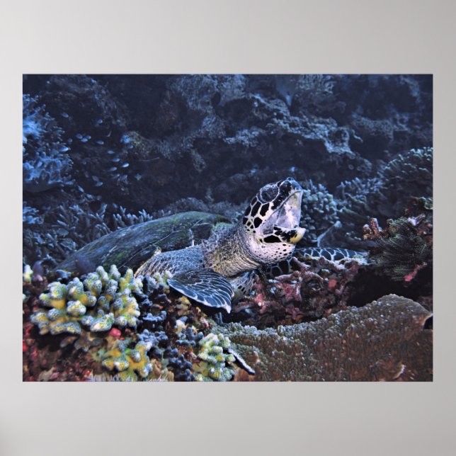 Poster Tartaruga (Frente)