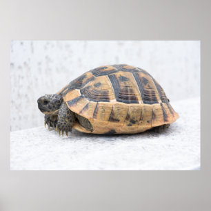 Póster Tartaruga