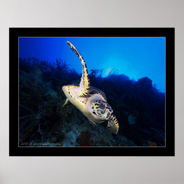 Poster Tartaruga (Frente)