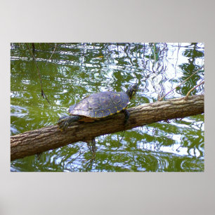 Poster Tartaruga