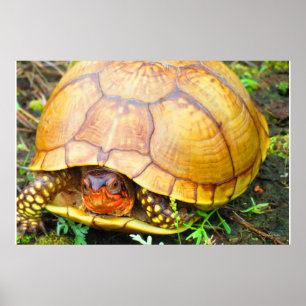 Póster Tartaruga