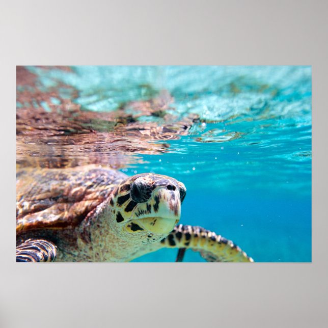 Poster Tartaruga (Frente)