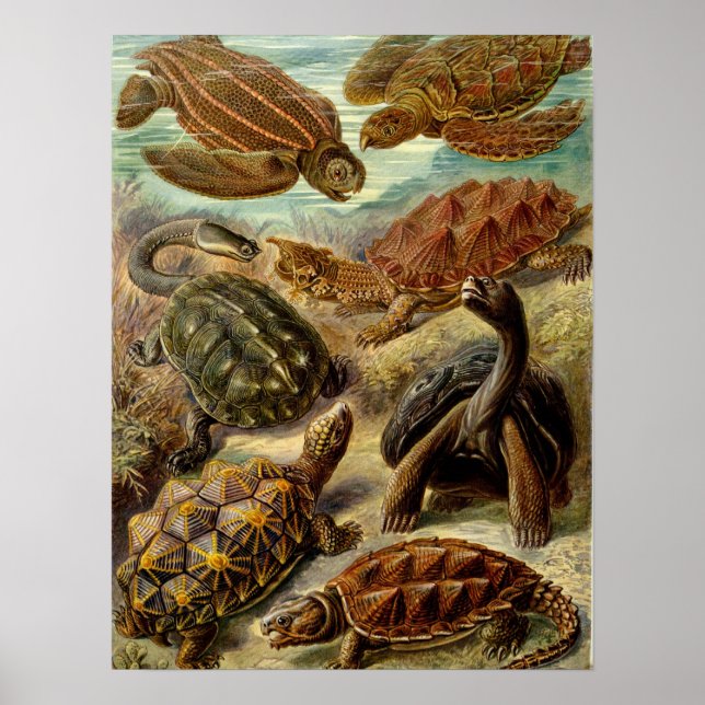 Poster Tartaruga (Chelonia) por Haeckel (Frente)