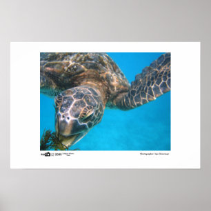 Póster Tartaruga com fome - foto do vencedor da categoria