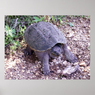 Póster Tartaruga de encaixe 1