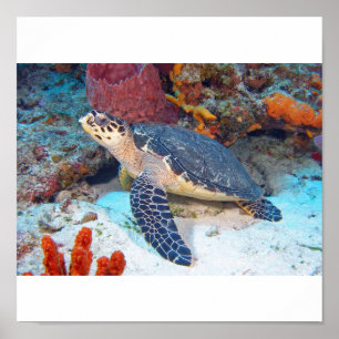 Póster Tartaruga de Hawksbill