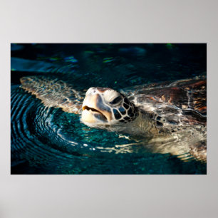 Póster Tartaruga de mar