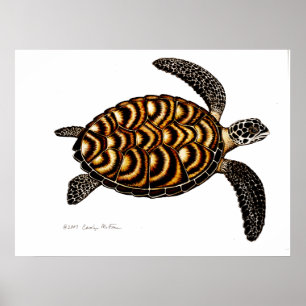 Poster Tartaruga de mar de Hawksbill