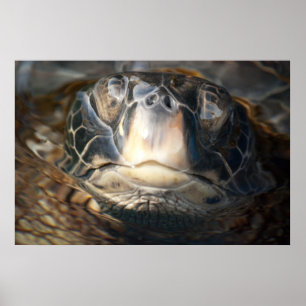 Póster Tartaruga de mar havaiana