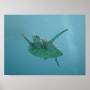 Póster Tartaruga de mar no habitat natural
