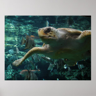 Póster Tartaruga de mar principal do registador