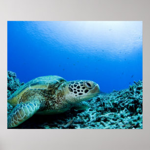 Poster Tartaruga de mar que descansa debaixo d'água