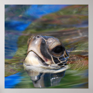 Póster Tartaruga de mar que pica a cabeça acima do poste