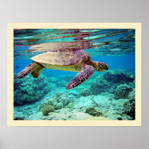 Póster Tartaruga de mar verde (mydas do Chelonia)