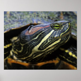 Póster Tartaruga-de-ouvido-vermelho, Trachemys scripta el