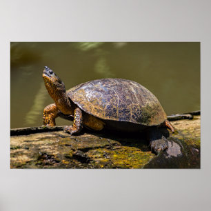 Poster Tartaruga de Rio em Tortuguero - Costa Rica