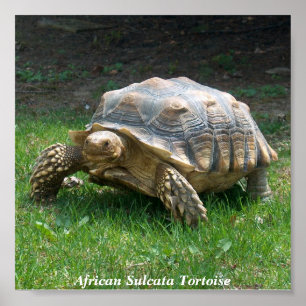 Póster Tartaruga de Sulcata do africano