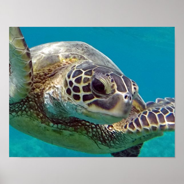 Poster Tartaruga do Mar das Ilhas Havaí (Frente)