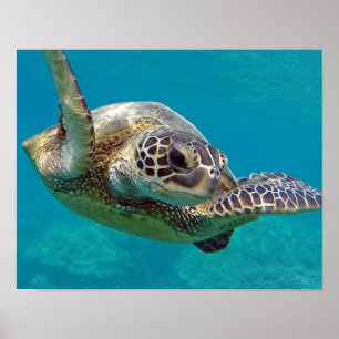 Poster Tartaruga do Mar das Ilhas Havaí