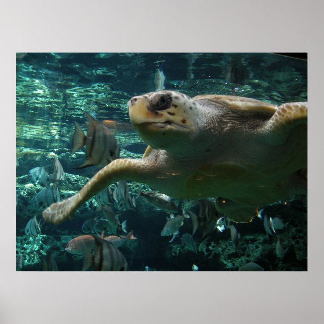 Póster Tartaruga do Mar de Cabeça de Logger (Frente)