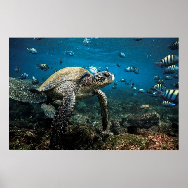 Poster Tartaruga-do-mar Galápagos com Sargento Peixes Imp (Frente)