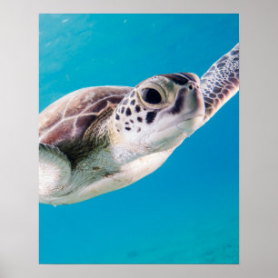 Poster Tartaruga do Mar Gorda Nadando no Oceano