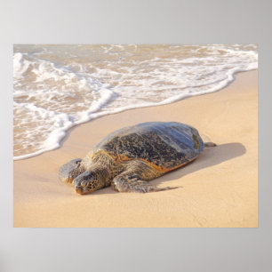Póster Tartaruga do Mar Havaí