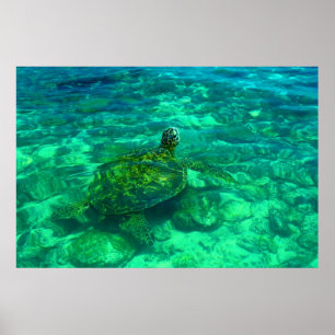 Póster Tartaruga do Mar Honu Havaiana (36" x 24")