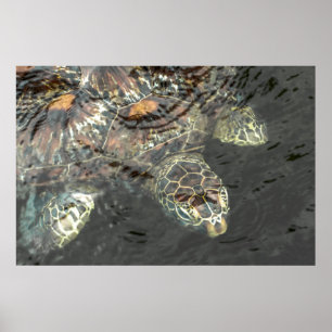 Póster Tartaruga do Mar Verde