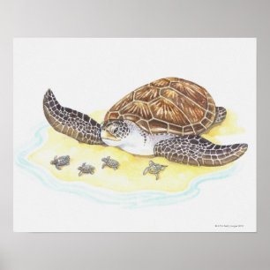 Poster Tartaruga e bebês de mar