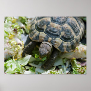 Poster Tartaruga Fofa