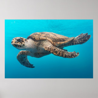 Poster Tartaruga Fotografia - Oceano Azul